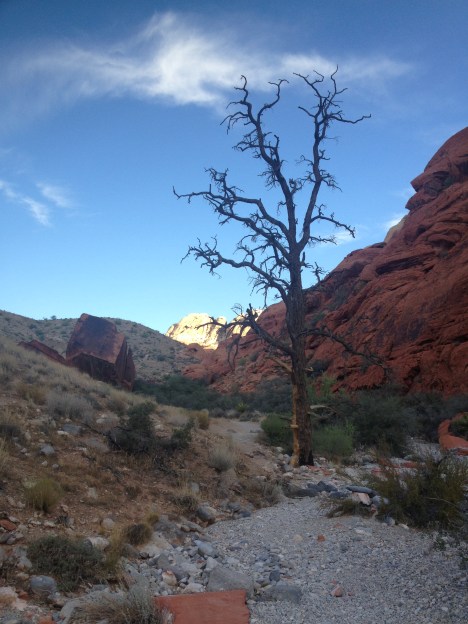 Redrock Tree